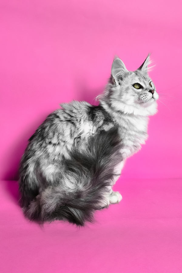 Kassi | Maine Coon Kitten