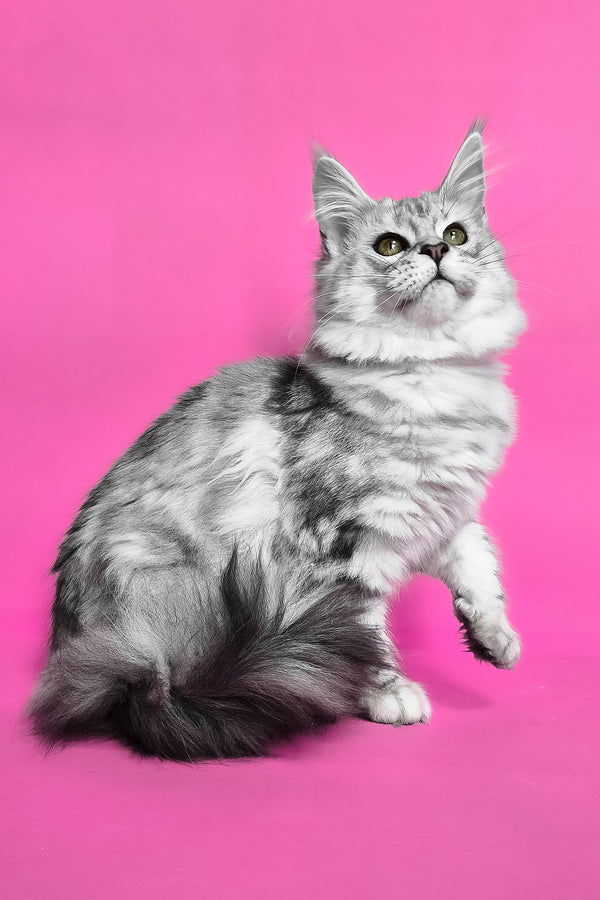 Kassi | Maine Coon Kitten