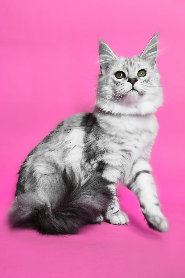 Kassi | Maine Coon Kitten