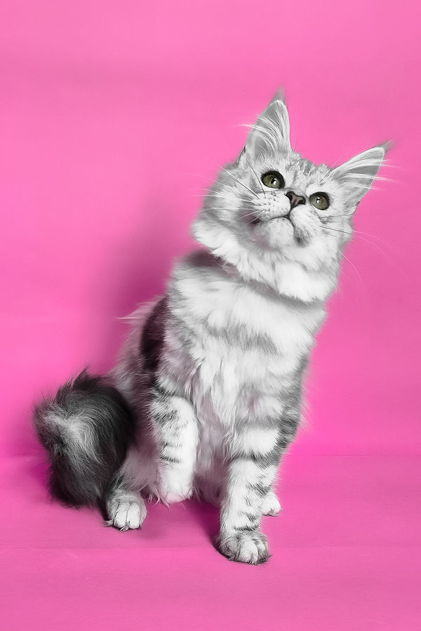 Kassi | Maine Coon Kitten