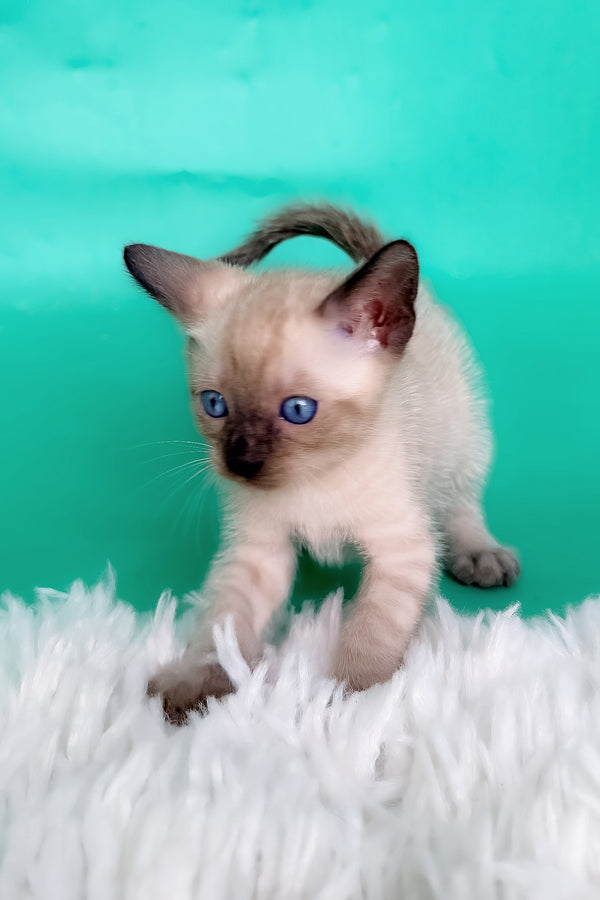 Kay | Bengal Kitten