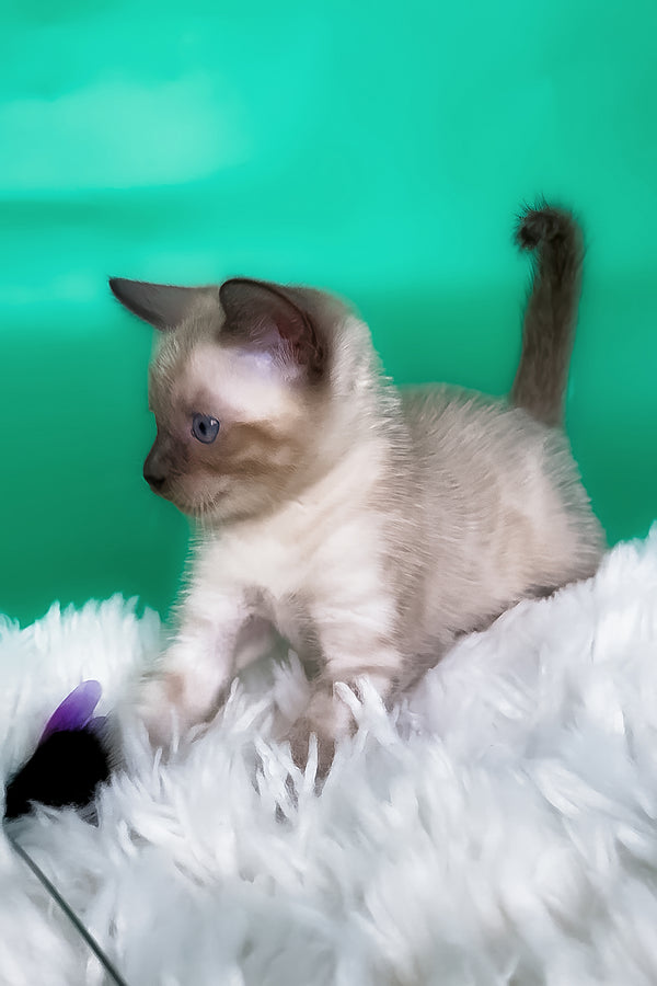 Kay | Bengal Kitten