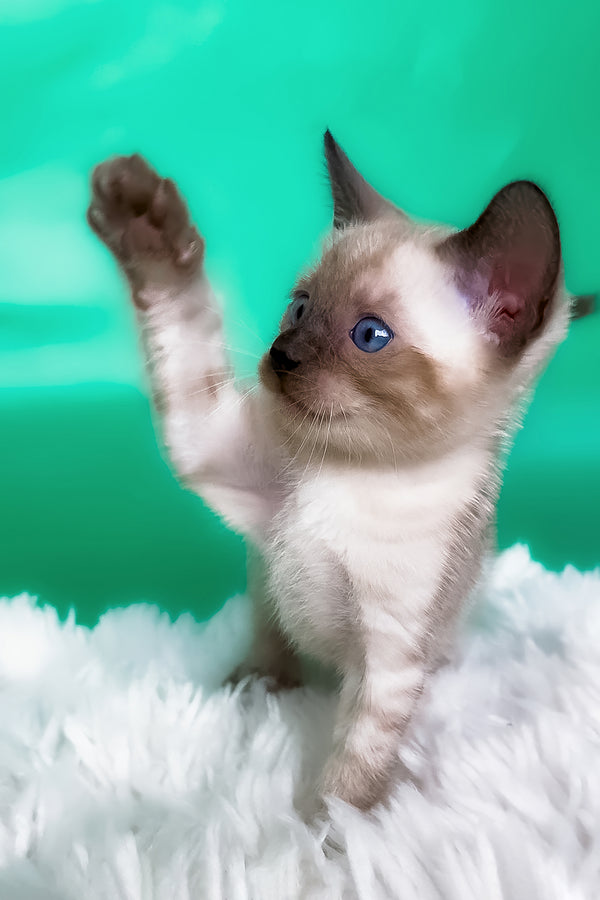Kay | Bengal Kitten