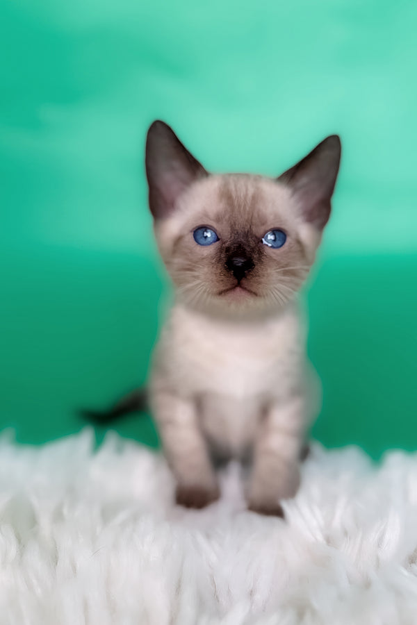 Kay | Bengal Kitten