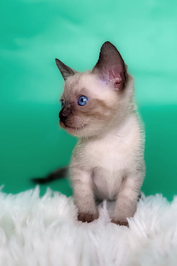 Kay | Bengal Kitten
