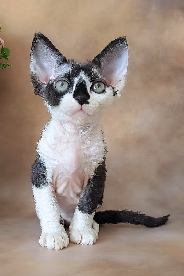 Kevin | Devon Rex Kitten