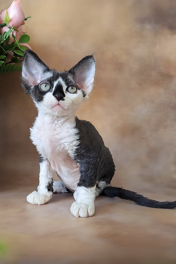 Kevin | Devon Rex Kitten