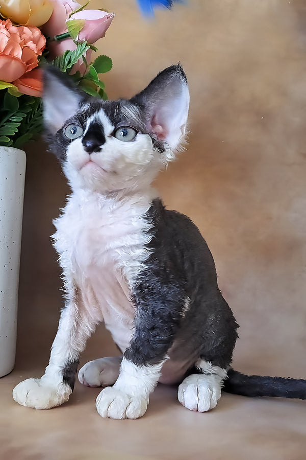 Kevin | Devon Rex Kitten