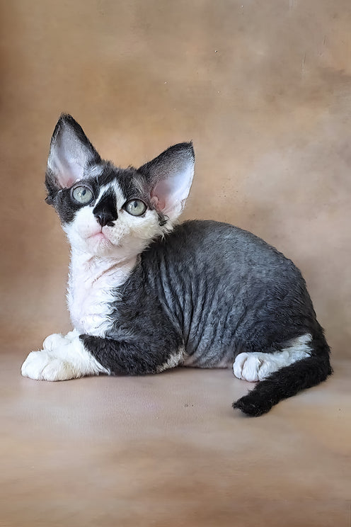 Kevin | Devon Rex Kitten