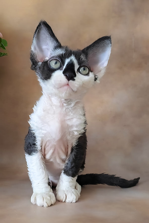 Kevin | Devon Rex Kitten