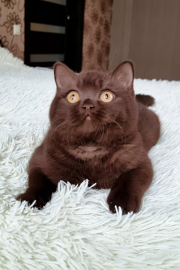 Kim | British Shorthair Kitten