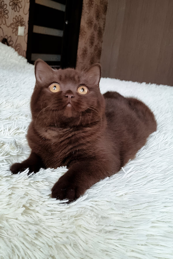 Kim | British Shorthair Kitten