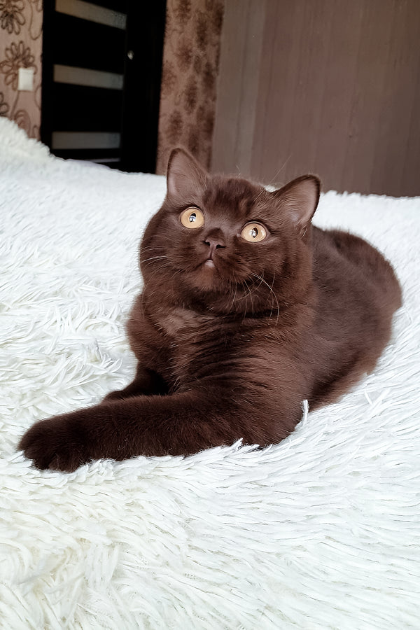 Kim | British Shorthair Kitten