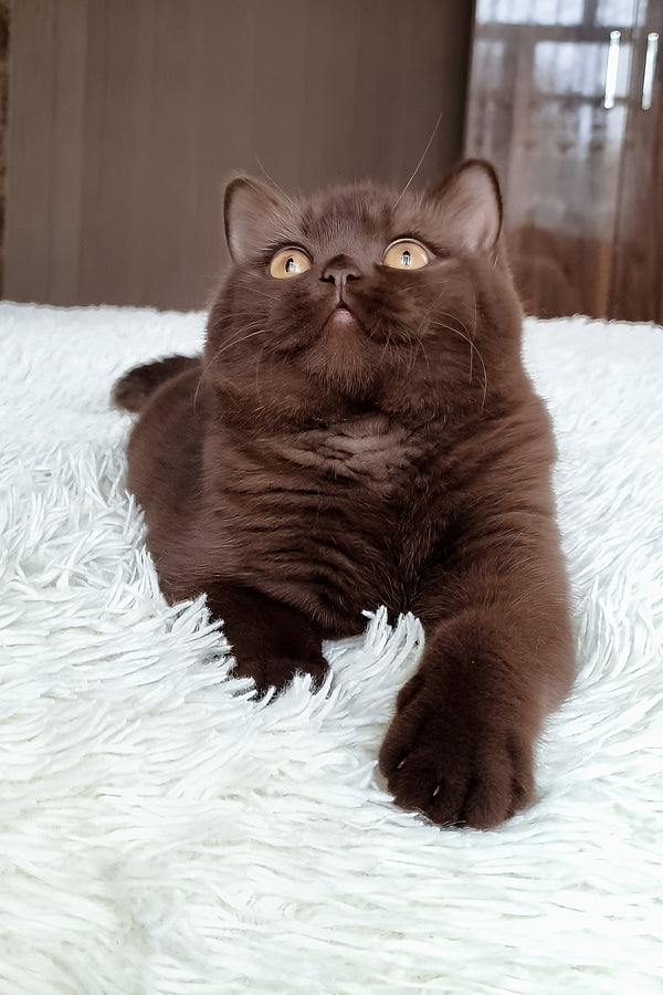 Kim | British Shorthair Kitten