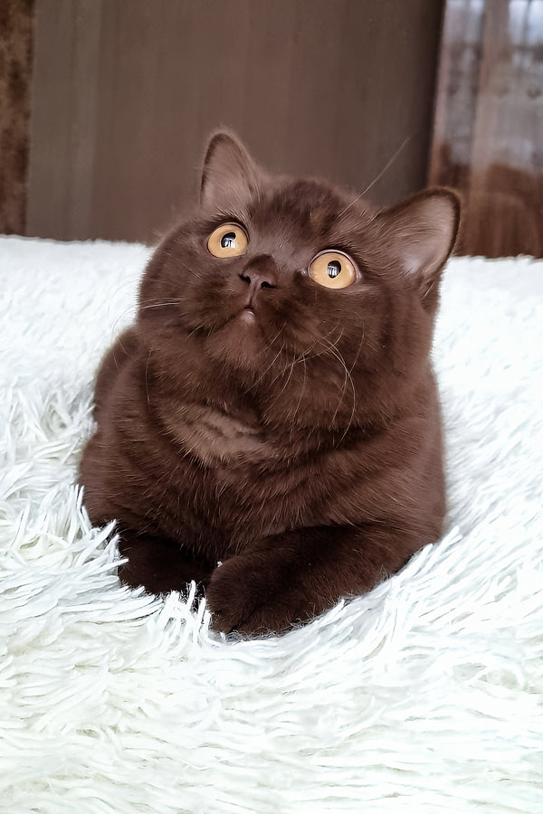 Kim | British Shorthair Kitten