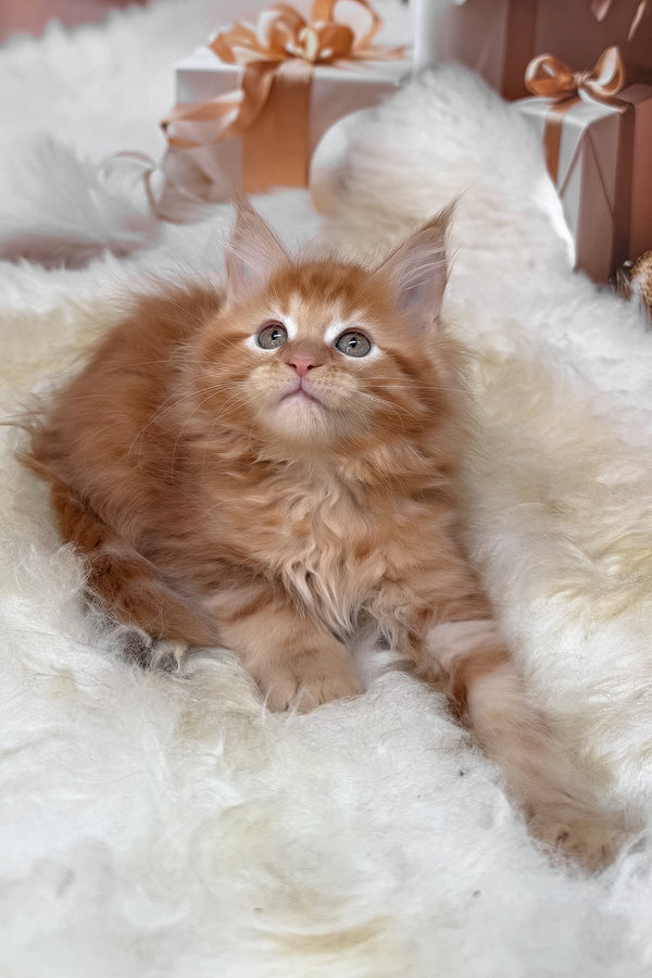 Kinda | Maine Coon Kitten