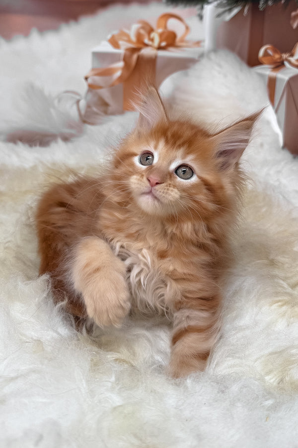 Kinda | Maine Coon Kitten