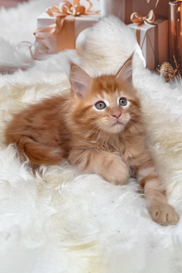 Kinda | Maine Coon Kitten