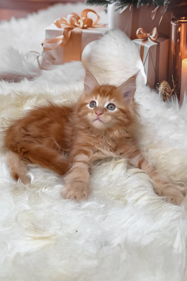 Kinda | Maine Coon Kitten