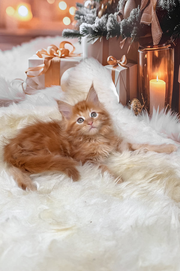 Kinda | Maine Coon Kitten