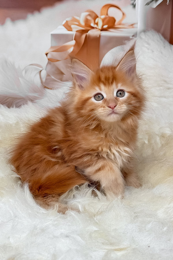 Kinda | Maine Coon Kitten