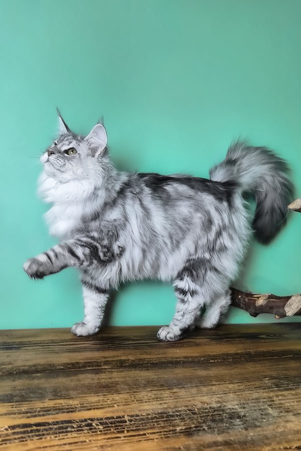 Koko | Maine Coon Kitten