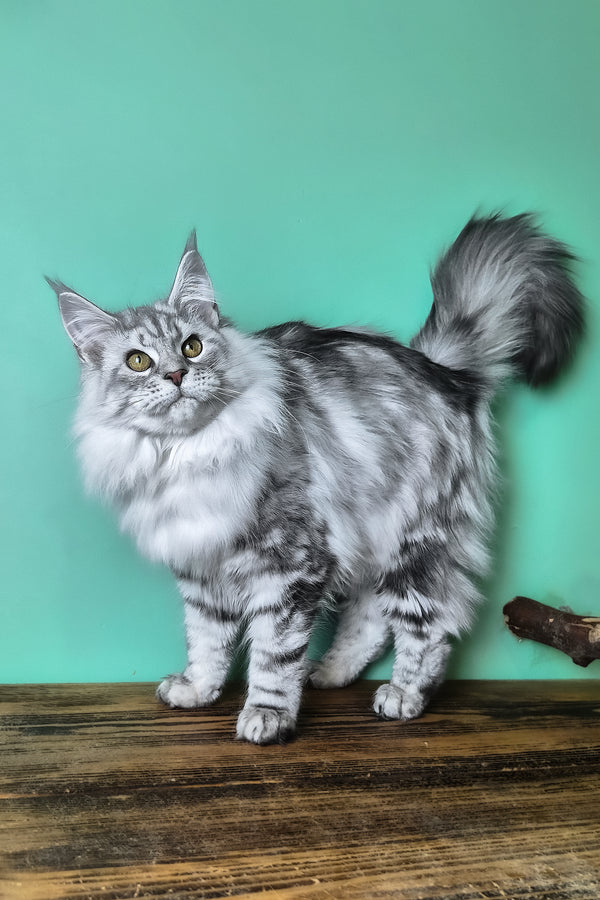 Koko | Maine Coon Kitten