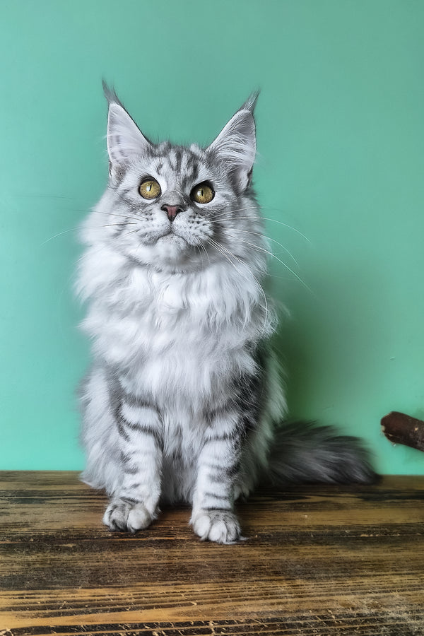 Koko | Maine Coon Kitten