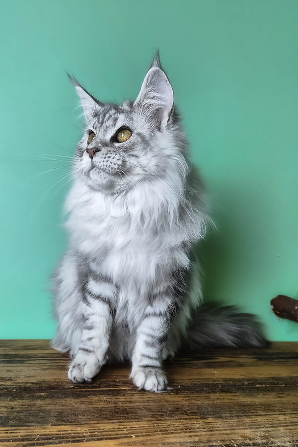 Koko | Maine Coon Kitten