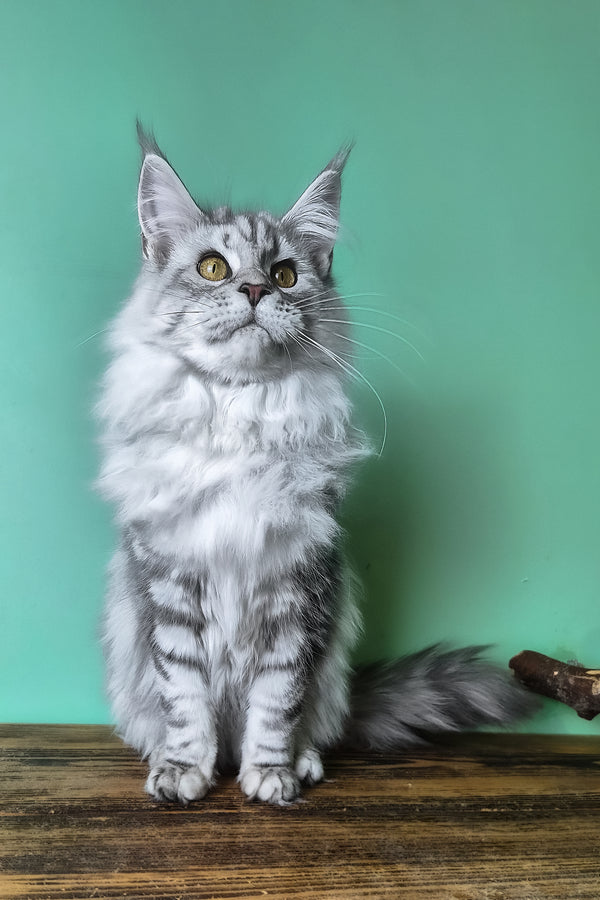 Koko | Maine Coon Kitten