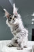 Kometa | Polydactyl Maine Coon Kitten