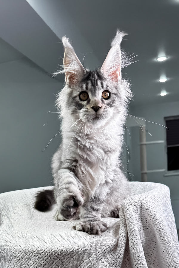 Kometa | Polydactyl Maine Coon Kitten