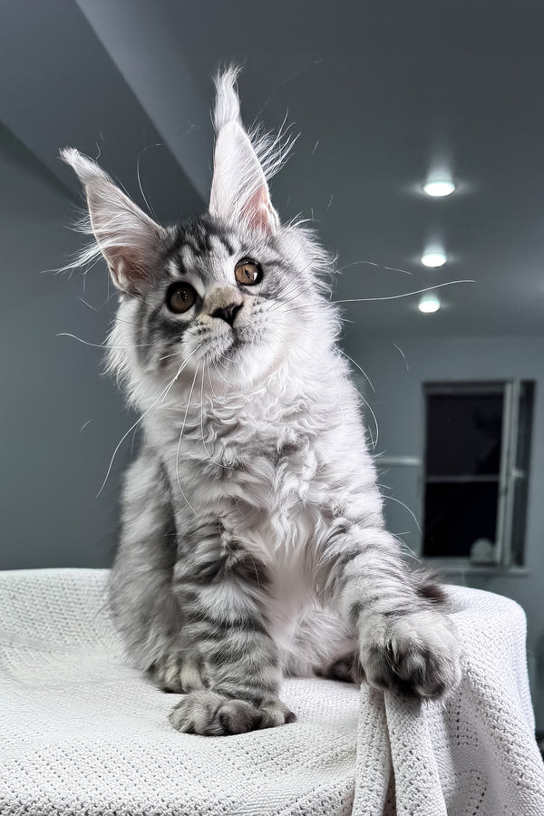 Kometa | Polydactyl Maine Coon Kitten