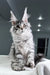 Kometa | Polydactyl Maine Coon Kitten
