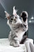 Kometa | Polydactyl Maine Coon Kitten