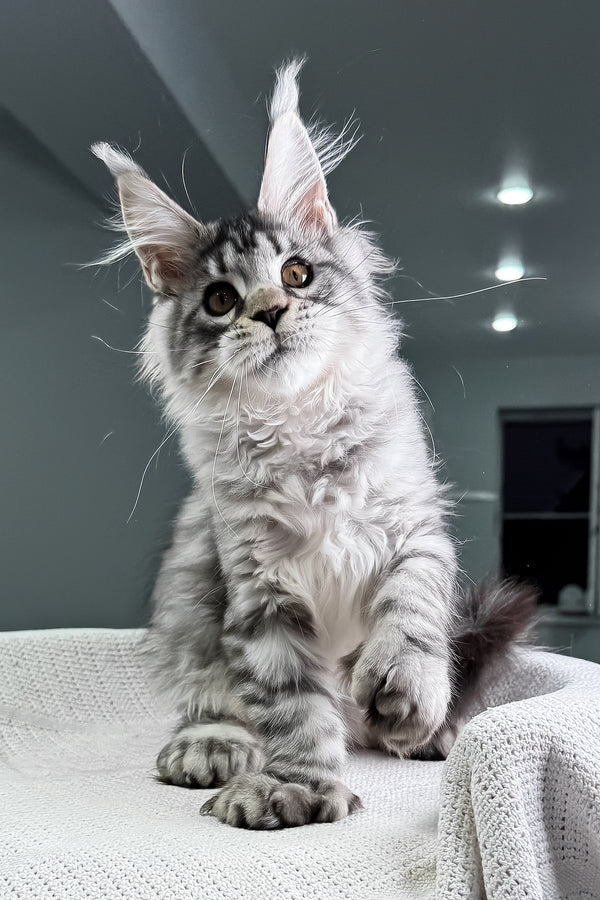 Kometa | Polydactyl Maine Coon Kitten