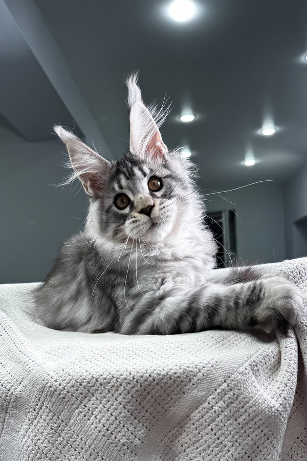 Kometa | Polydactyl Maine Coon Kitten
