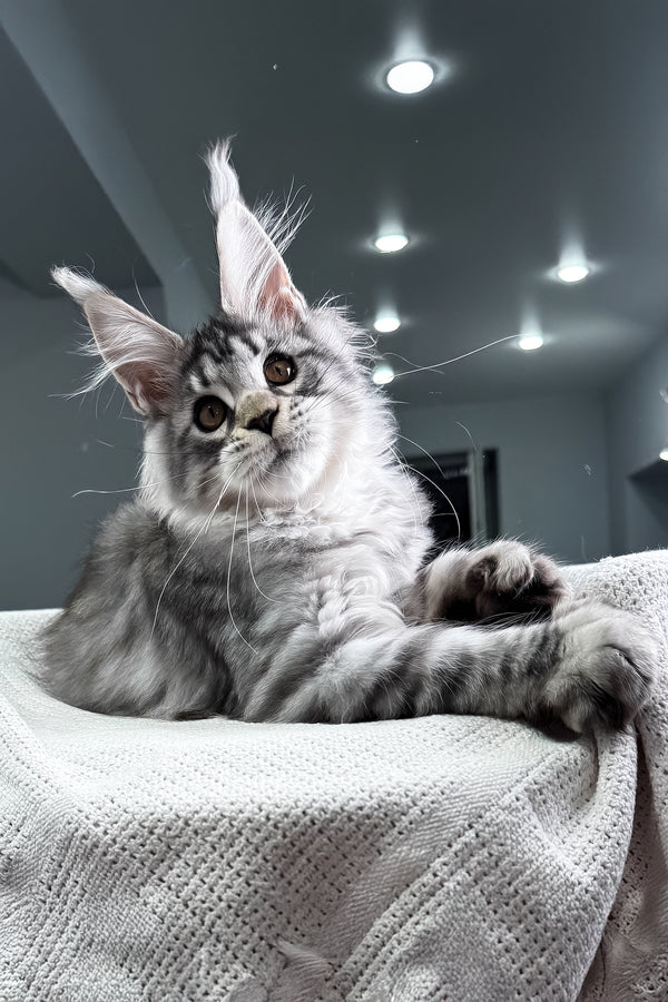 Kometa | Polydactyl Maine Coon Kitten