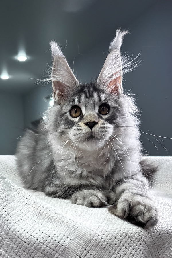Kometa | Polydactyl Maine Coon Kitten