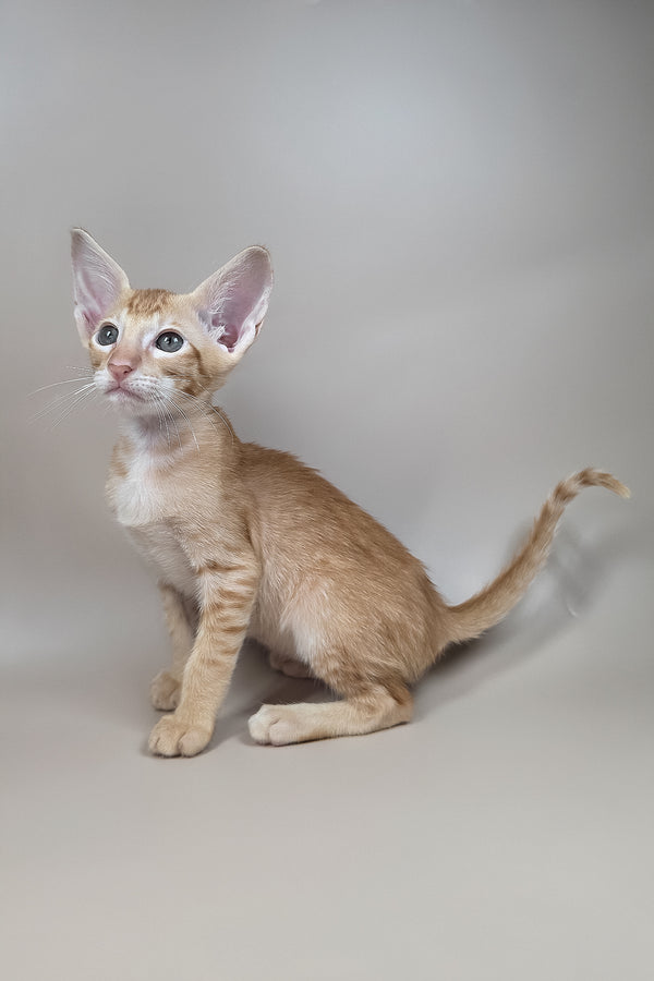 Kovu | Oriental Shorthair Kitten