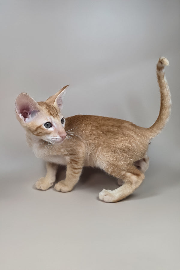 Kovu | Oriental Shorthair Kitten