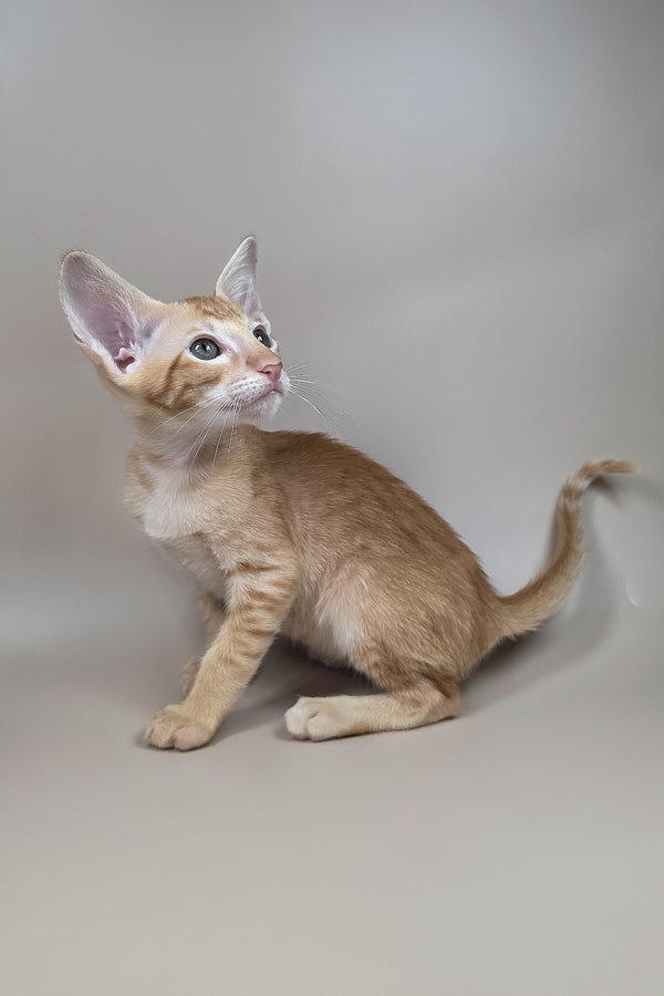 Kovu | Oriental Shorthair Kitten