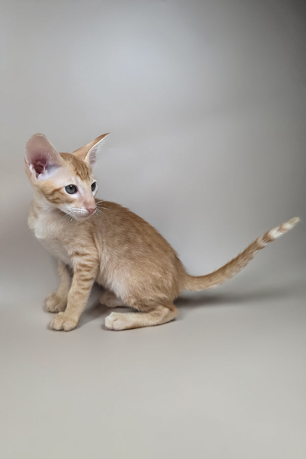 Kovu | Oriental Shorthair Kitten