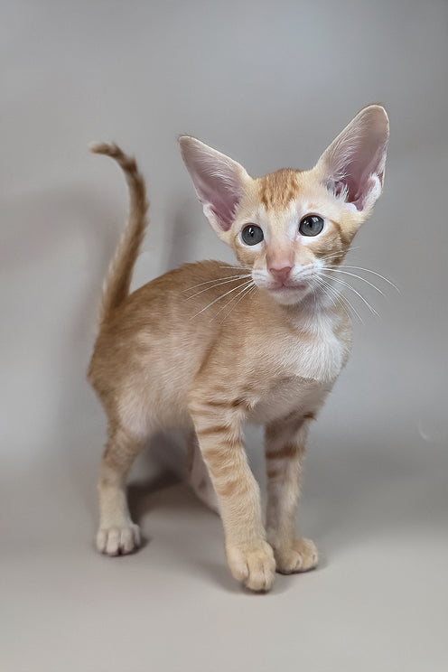 Kovu | Oriental Shorthair Kitten