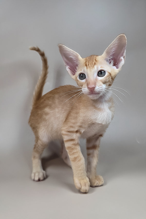 Kovu | Oriental Shorthair Kitten