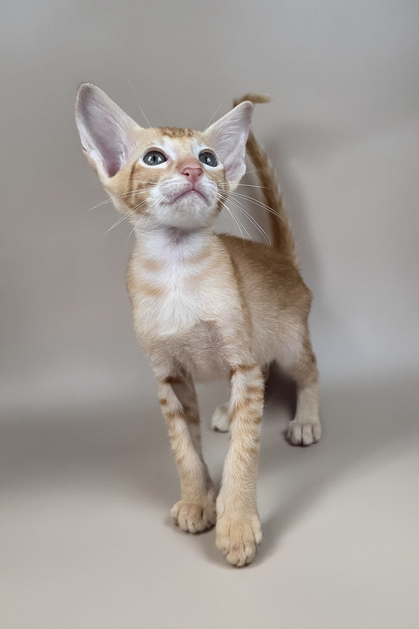 Kovu | Oriental Shorthair Kitten