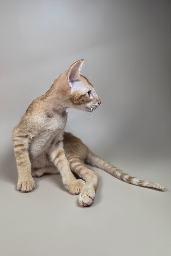 Kovu | Oriental Shorthair Kitten