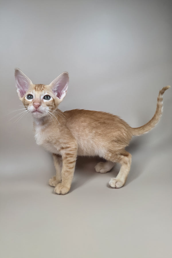 Kovu | Oriental Shorthair Kitten