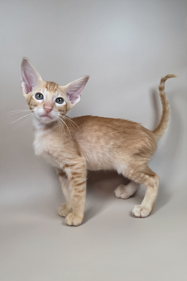 Kovu | Oriental Shorthair Kitten