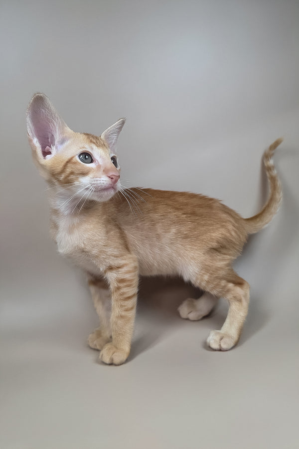 Kovu | Oriental Shorthair Kitten
